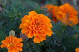 Orange marigold blossoms