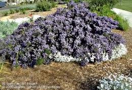 Rounded Ceanothus shrub covered in dense clusters of small purple-blue flowers in a mulched bed with white low-growing plants at its base.