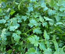 Chervil plant with bright green, delicate, divided leaves growing densely in a garden bed.