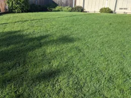 A well-maintained green lawn with a light-colored fence in the background and faint shadows from nearby trees.
