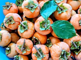 A close-up of Fuyu persimmons in a light blue bowl, showing their orange color, green calyx, and some green leaves among the fruits.