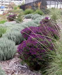 Low water planting. (Ellen Zagory.)