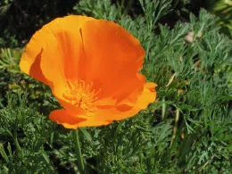 California poppy (Eschscholzia californica) with bright orange cupped petals and yellow stamens, surrounded by feathery blue-green foliage.