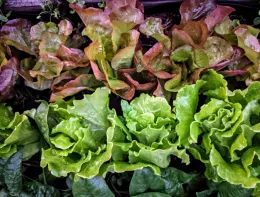 An assortment of lettuce varieties in a garden, featuring curly green lettuce in the front and ruffled red and green lettuce behind.