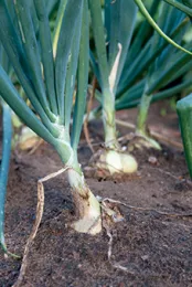 A row of green onions growing in soil, featuring slender green leaves and visible white bulbs at the base.