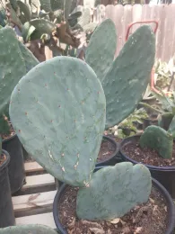 Opuntia 1