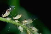 Blue Alfalfa Aphid (UC IPM)