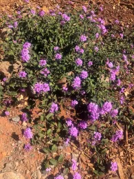 Lantana, Ellen Michels