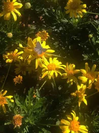 Euryops, Ellen Michels