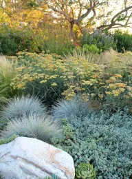 Drought tolerant garden, Eve Werner