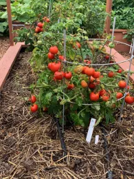 Last of the Elkus tomatoes