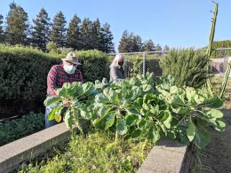 MG's Nick & Liz tend brussel sprouts at Fair Oaks
