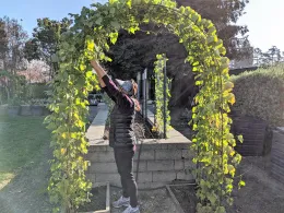 Maggie harvesting Fair Oaks beans