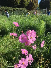 GEC clearing cover crop