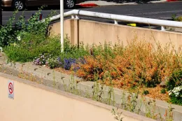 Habitat Pollinator Garden in Bloom