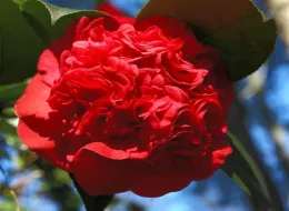 Fully double red camellia bloom with densely layered petals, surrounded by dark green glossy leaves against a blue sky.