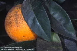 A close-up of a ripe navel orange, with a dark sooty-like residue on its top, partially covered by deep green leaves.