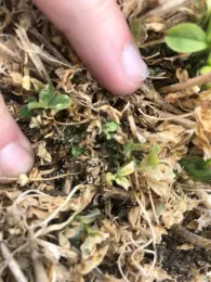 This is a field of alfalfa in Nevada damaged by blue alfalfa aphid in 2020, early season.