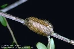 Praying mantid egg case (Credit: Jack Kelly Clark)