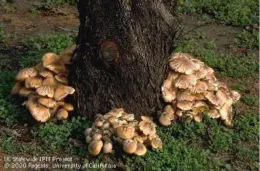 Clusters of tan mushrooms growing at the base of a tree trunk, a sign of Armillaria root rot.