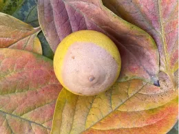 A Bearss lime exhibiting blossom end rot rests on colorful autumn leaves, showcasing yellow, red, and green hues.