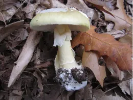 Close-up image of a Poisonous Death Cap mushroom featuring a pale yellowish-green cap and thick stem, on top of brown leaves.
