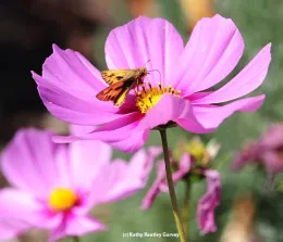 Fiery skipper butterfly. (Kathy Keatley Garvey)