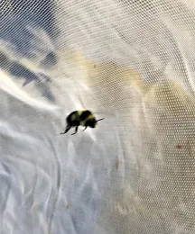 UC Davis postdoctoral scholar Charlie Nicholson captured this image of a Bombus melanopygus in flight, taken in the UC Davis Arboretum and Public Garden. In the background is his net.