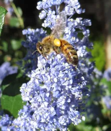 Honey bee on ceanothus, J. Alosi