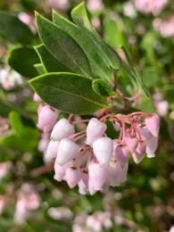 Howard McMinn Manzanita, Laura Kling