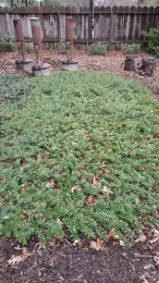 Carmel Sur Manzanita groundcover, J. Alosi
