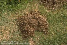 A crescent-shaped gopher mound made of soil and droppings, with a plugged burrow opening, on a grassy surface.