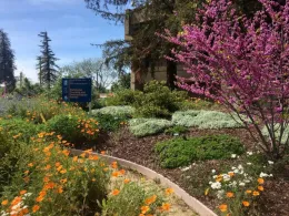 Master Gardeners’ Berger Native Demonstration Garden with pink redbud and orange California poppies in bloom