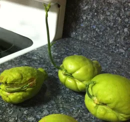 Four green chayote fruits on a kitchen counter, one with a sprout emerging from its top.
