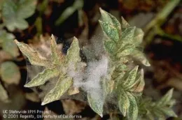 Close-up of potato plant leaves showing spider mite damage with mottled green and yellow foliage and webbing.
