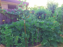 Winter Squash growing behind Zucchini and Zinnias