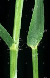 Bermudagrass Collar2