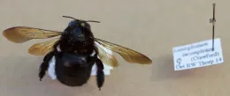 The largest and smallest bees in the Haven