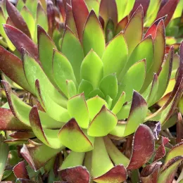 Succulents