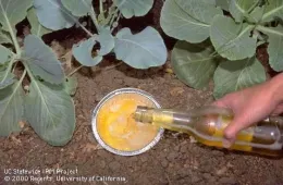 A hand pours beer into a shallow metal dish in a garden to trap snails and slugs, surrounded by leafy green plants..