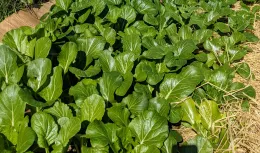 Dense bed of bok choy with dark green, glossy leaves and pale white midribs, mulched with straw along the edges.