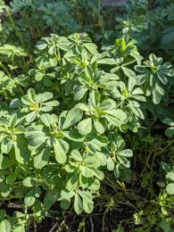 Fenugreek plants with trifoliate, oval, serrated leaves growing densely in a garden bed.