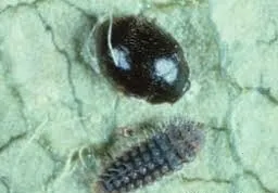 Spider Mite Destroyer