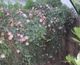 Western morning glory vine on fence