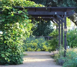 Kiwi vines cover a pergola at the Haven