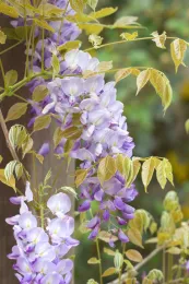 Wisteria flowers