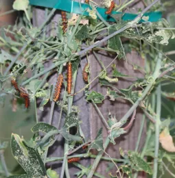 Gulf fritillary caterpillars consuming passion vine leaves