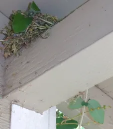 Bird's nest using California honeysuckle