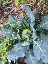 Cauliflower1
