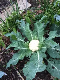 Cauliflower2